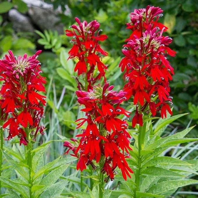 200+Perennial Red Cardinal Flower Seeds for Planting Outdoors-Wild Cardinal Flower Attracts Bees&Butterflies Fragrant Butterfly