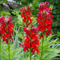 200+Perennial Red Cardinal Flower Seeds for Planting Outdoors-Wild Cardinal Flower Attracts Bees&Butterflies Fragrant Butterfly