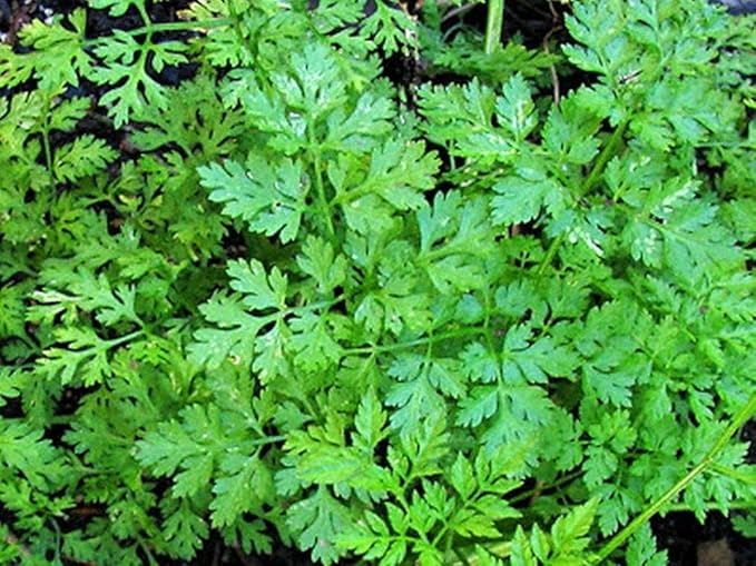 Winter Chervil Seeds - Lacy Leaves with Anise-Parsley Flavor Winter-Hardy (500 - Seeds)