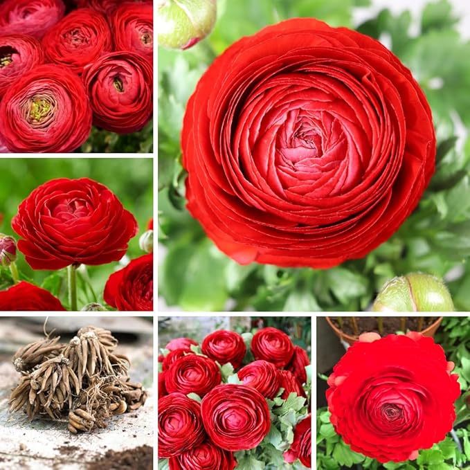30 Ranunculus Bulbs for Planting, Ranunculus Corms, Butterfly Ranunculus Flowers Bulbs, Peony Buttercup Ranunculus for Spring Fall (Red Ranunculus)