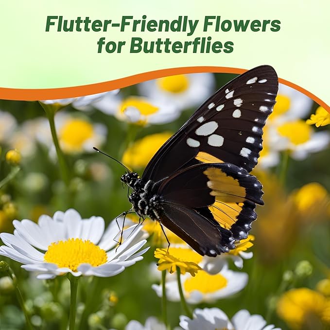 Outsidepride Creeping Daisy Chrysanthemum Seeds - 5,000 Pcs. Annual, Drought Tolerant Flower Seeds for Planting in Pollinator Gardens, Cut Flowers & Low Maintenance Landscaping