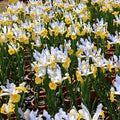 Colorful Mixed Dutch Iris Flowers - 60 Bulbs - Beautiful, Bright, Blue, Purple, Yellow, White Flowers - Spring Blooming Perennials Perfect for Gardens - Attracts Butterflies & Bees – Zones 3–8