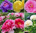 Mixed Colors Peony Flower Seeds Double Garden Plant Flower Bloom Rare Exotic Beautiful Perennial Bonsai Plant Garden 20pcs