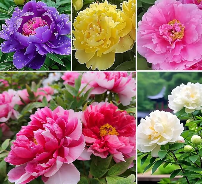 Mixed Colors Peony Flower Seeds Double Garden Plant Flower Bloom Rare Exotic Beautiful Perennial Bonsai Plant Garden 20pcs