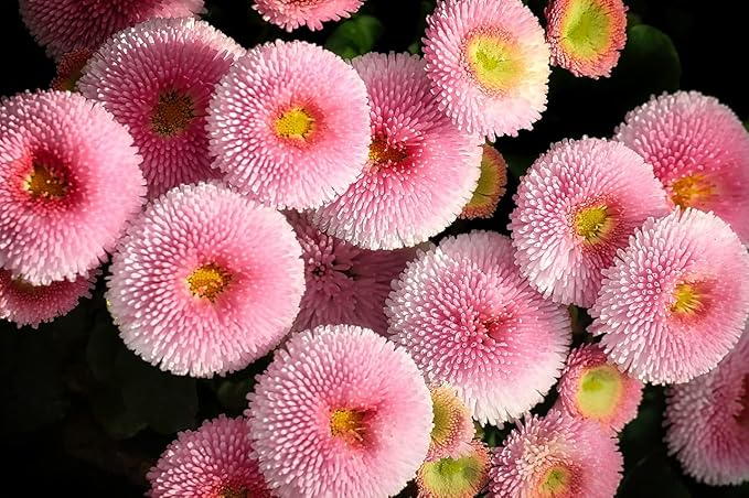 CEMEHA SEEDS - Seeds Aster Hi No Maru Annual Flowers for Planting