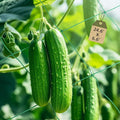 2 Pack Trellis Netting for Climbing Plants, 24.6' x 6.6' Heavy Duty Garden Trellis Netting Plant Support Netting Outdoor Grow Net for Vines, Fruits, Vegetables