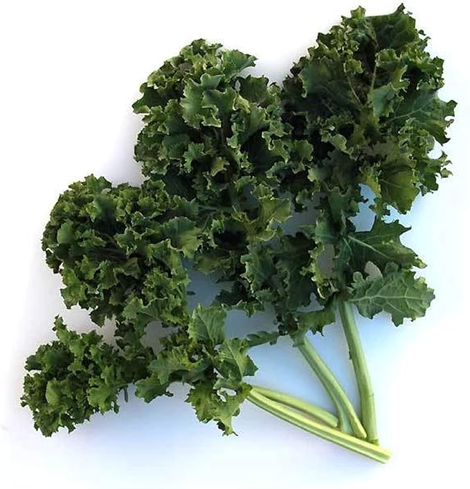 Organic Dwarf Siberian Kale Seeds - 1/4 LB ~32,000 Seeds - Organic, Non-GMO, Heirloom, Open Pollinated - Farm & Garden Vegetable Gardening & Micro Greens Seed