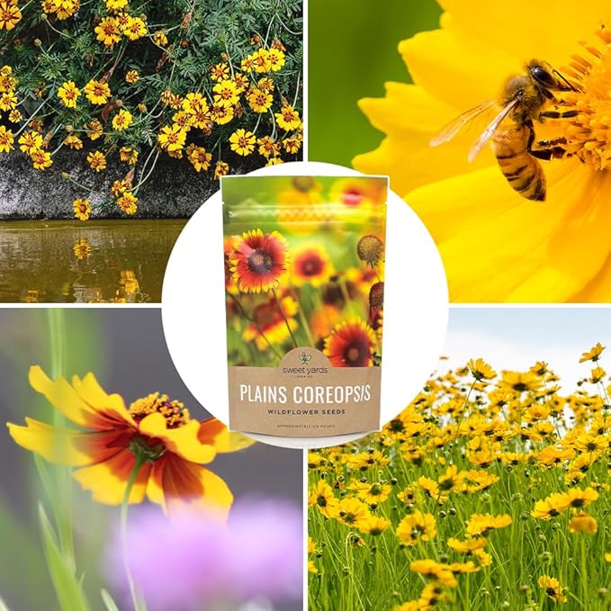 Plains Coreopsis Seeds – Native Flowers – Bulk Quarter Pound Bag – Over 400,000 Open Pollinated Non-GMO Wildflower Seeds – Coreopsis tinctorial