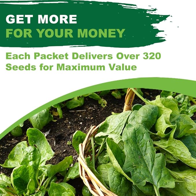 TKE Farms & Gardens - Bloomsdale Spinach Seeds for Planting, 320+ Heirloom Non-GMO Seeds, Cold-Hardy & Long Standing, Rich Flavor, Fast Growing for Spring & Fall Gardens, Indoors or Outdoors