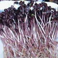 Organic Sango Purple Radish Seeds - 4 Oz - Purple Leaves - Non-GMO, Vegetable, Sprouting and Microgreen Seed