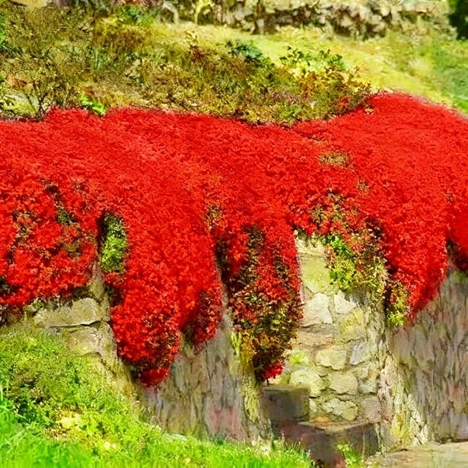 15000pcs Red Creeping Thyme Seeds Ground Cover,Thyme Seeds for Planting Indoors,Thymus Seed Perennial Flower Non-GMO Heirloom for Home Garden