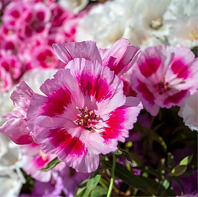 Dwarf Godetia Seeds - 8-12' Tall. 5,000 eeds