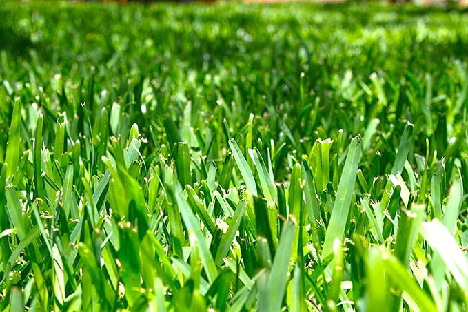 St. Augustine 'Seville' Sod - 9 Live Plugs - Drought, Salt & Shade Tolerant Turf Grass