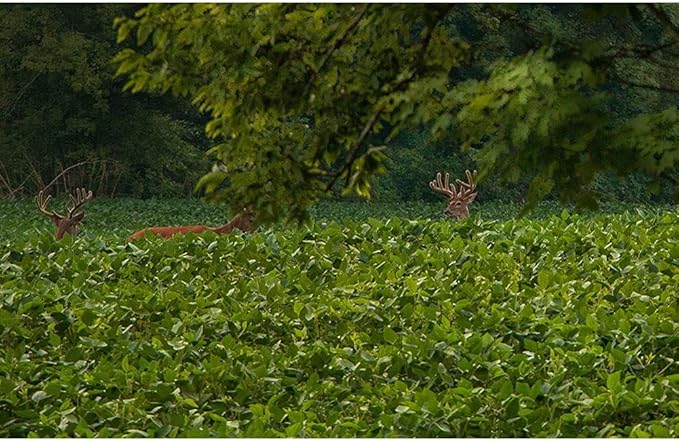 EVOLVED HARVEST Throw & Gro No-Till Forage for Deer - Easy-to-Plant Fast-Growing Food Plot Seeds, 5 Lbs