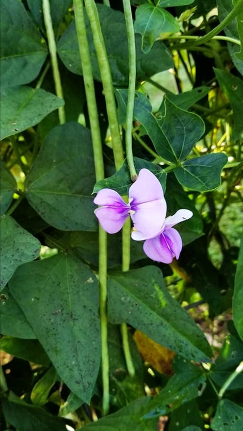 50+ Seeds Snake Yard Long Asparagus Pole Bean Seeds for Planting Red and Green Noodle Beans Heirloom Non-GMO Delicious Vegetable Seeds