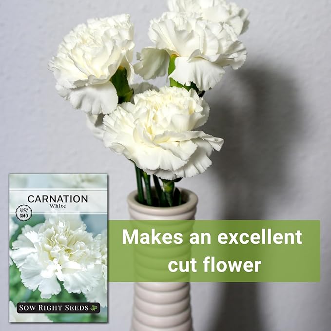 Sow Right Seeds - White Carnation Seeds for Planting - Grow Beautiful Dianthus Blooms in Your Garden - Perfect for Growing Outdoors or Using for Bouquets - Non-GMO Heirloom Vibrant Garden Flowers (1)