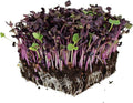 Rambo Purple Sprouting Radish Garden Seeds - 4 Oz - Non-GMO, Organic Sprouting, Vegetable Gardening & Microgreens