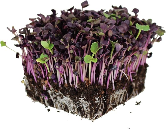 Organic Sango Purple Radish Seeds - 1 Oz - Purple Leaves - Non-GMO, Vegetable, Sprouting and Microgreen Seed