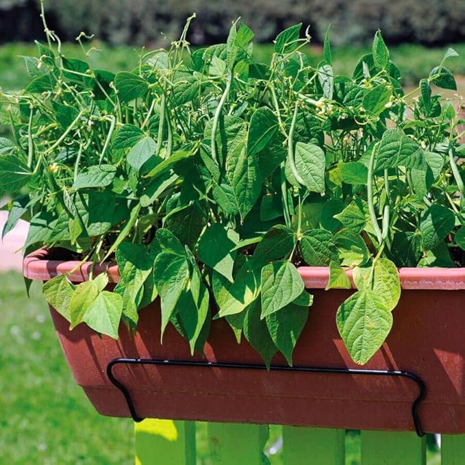 Park Seed Bean Seeds Harvest and Grow Your Own Spring Garden Vegetables, Mascotte French Filet, Pack of 100