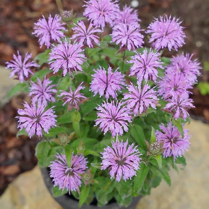 Bee Balm Seeds for Planting, 500pcs Ornamental Bee Balm Perennial Flower Seeds Non-GMO Heirloom Rare Cut Flower Plants, Open Pollinated Beauty Home Garden for Outdoors
