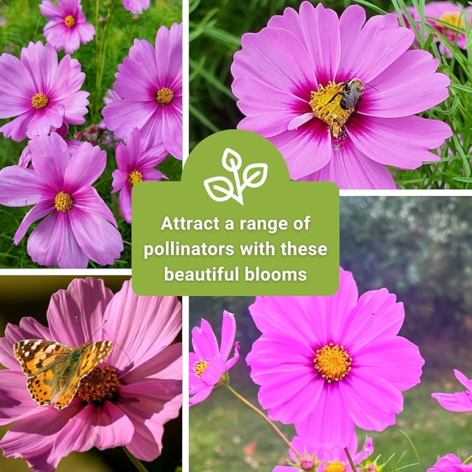Sow Right Seeds - Gloria Cosmos Seeds for Planting - Non-GMO Heirloom Variety - Outdoor Garden Annuals - Bright Blooms - Easy to Grow Flowers - Perfect for Borders & Beds - Attracts Pollinators (1)