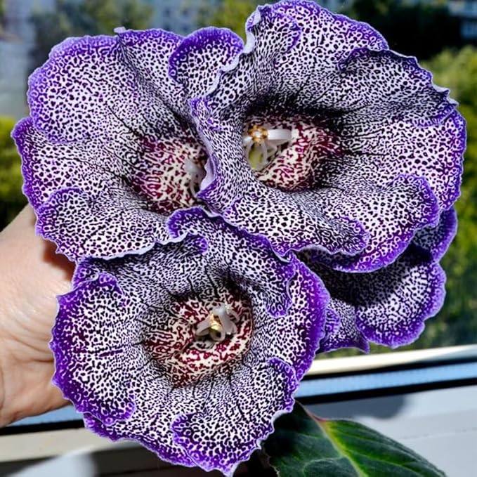 1000+ Perennial Mix Gloxinia Brocade Flower Seeds for Planting-Low Maintenance Flower Seeds for Home Garden-Great for Shaded Gardens & Cut Flower Arrangements