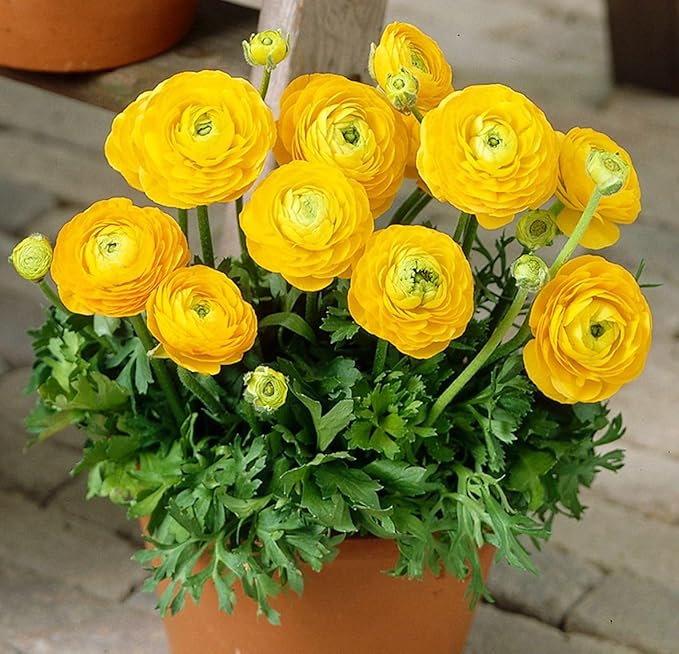Mixed Peony Ranunculus Bulbs- Persian Buttercup -10 Corms Bulbs Flowering Blooms Perennial Bulbous Root Garden Plant (Yellow)