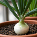 Seeds In A Cup - Plant Growing Kit-: Vegetable and Herb Growing Kit (Onion)