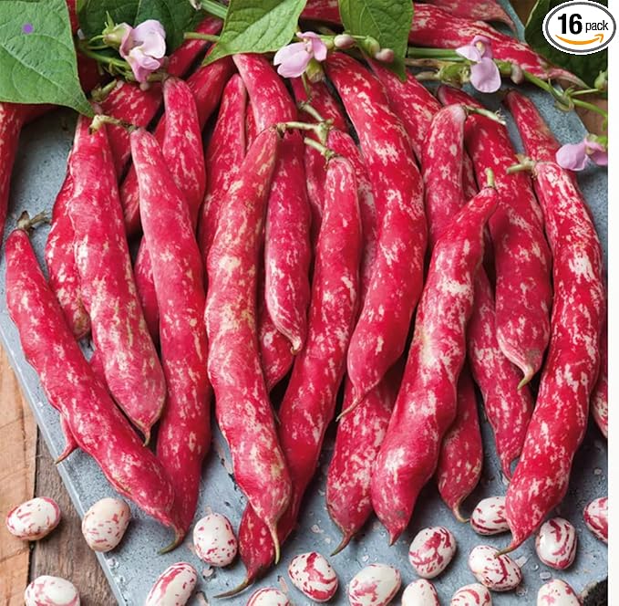 Tongue of Fire Bean Seeds - 20 Large Seeds - Bush Bean
