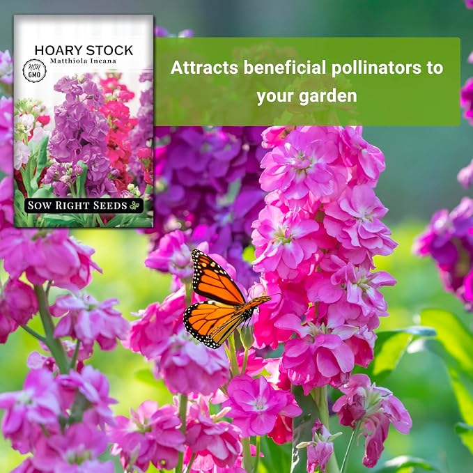 Sow Right Seeds - Hoary Dwarf Mix Stock Seeds for Planting - Non-GMO Heirloom Packet with Instructions to Plant an Outdoor Cottage Garden - Sweet Scented Double Flowers for Patios & Containers (2)