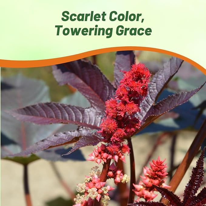 Outsidepride Bright Red Castor Bean Seeds - 15 Pcs Annual Quick-Growing Tropical Flower Seeds for Planting Vibrant Foliage & Colorful Blooms for Eye-Catching Borders, Gardens & Landscapes