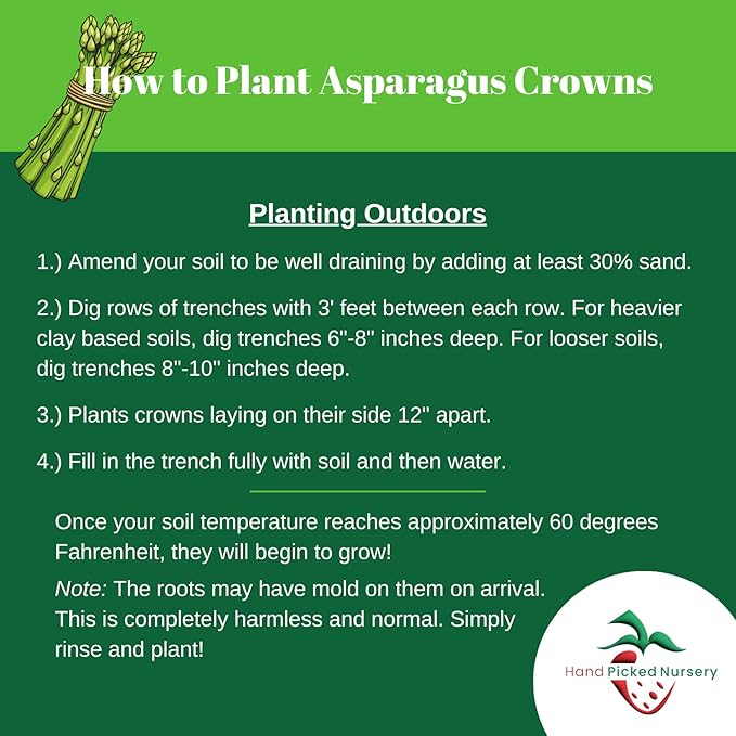 10 'Millennium' Asparagus Plants - Bare Root Asparagus Crowns - Cold Hardy, Good Variety for Heavy Soils -2yr-Crowns from Hand Picked Nursery
