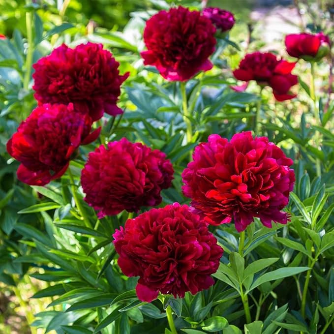 98 Mixed Peony Seeds for Planting - Colorful Perennial Flower Seeds, Heirloom Non-GMO Variety for Home Garden & Flower Beds - Stunning Ruffled Double Blooms, Attracts Bees and Pollinator