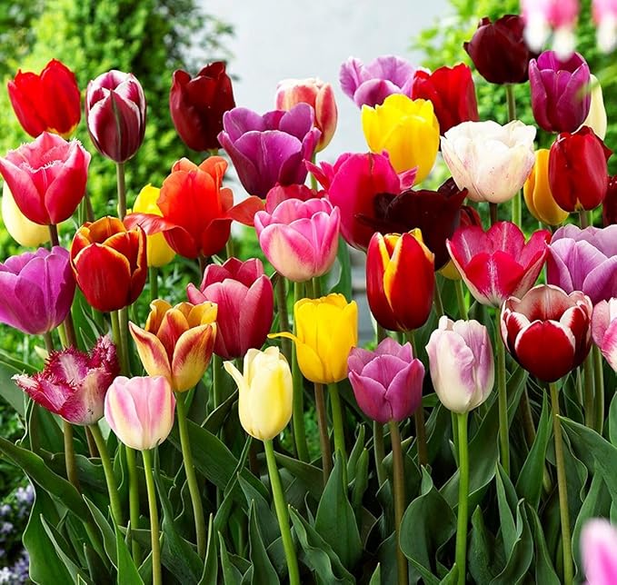 Tulipa Fringed Mixture Tulip Bulbs Size 11/12 for Planting - Plant in Fall, Winter or Early Spring (All Season Barn Mixture, 15, Count)