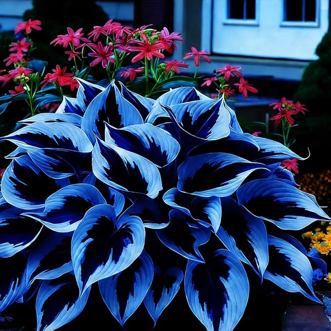 Mixed 117+ Hosta Seeds for Planting Under Trees & North Facing Areas, Shade Garden Solution - Drought Tolerant Perennial Ground Cover with Decorative Foliage