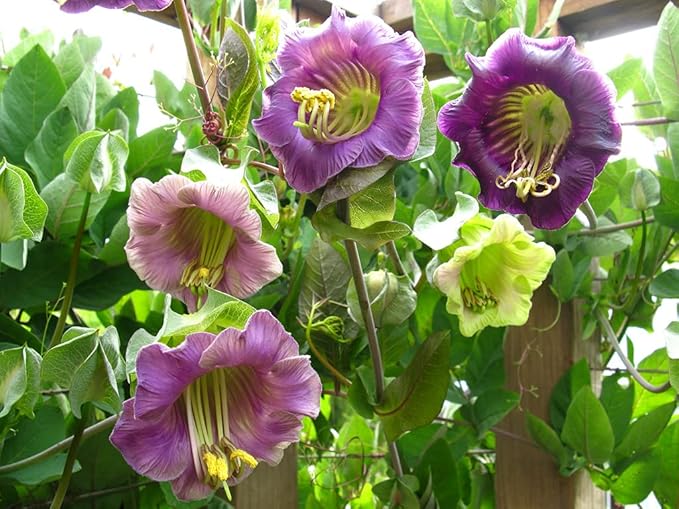 Seeds Cathedral Bells Mix/Cobea/Perennial Flowers