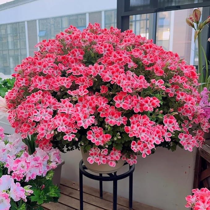 Mix Geranium Seeds for Planting, 10+pcs Rare Perennial Geranium Flower Seeds Plants, Non-GMO Heirloom Rare Beauty Home Garden Blooms Flowers Plants for Outdoors Indoors