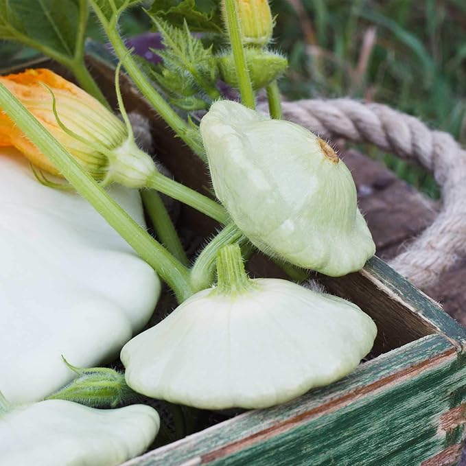 Bennings Green Tint Scallop Summer Squash Garden Seeds - 4 g Packet ~36 Seeds - Non-GMO Vegetable Gardening Seeds