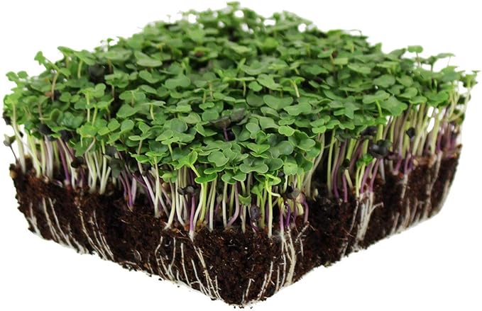 Organic Basic Salad Mix Microgreens Seeds - 1 Oz Resealable Bag - Use for Indoor Gardening, Growing Micro Greens & More | Micro Greens Salad Garden Seeds