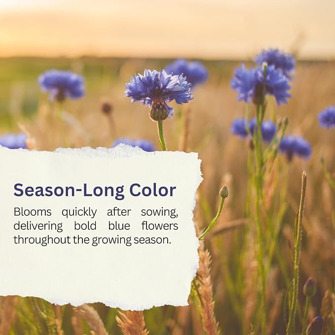 SunHaven Seeds Bachelor Button Seeds – Blue Cornflower – 5,500+ Seeds – 1 oz Bulk Extra Large Resealable Packet – Open-Pollinated Centaurea cyanus Wildflower Seeds