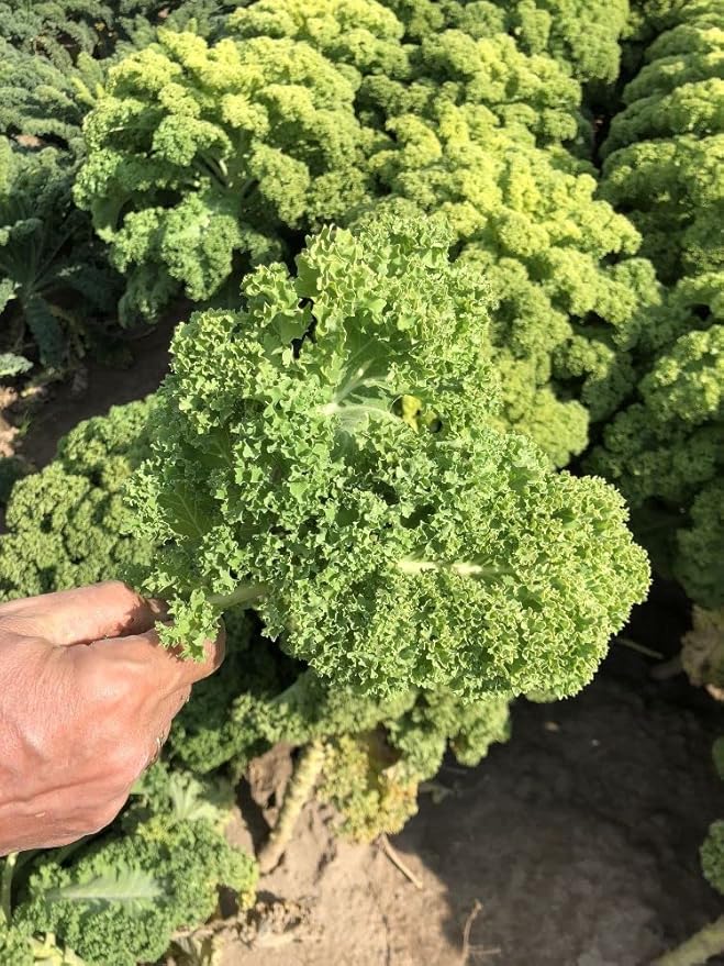 Seeds Dinosaur Kale - Giant Bush Cabbage - Heirloom Vegetable - GMO Free