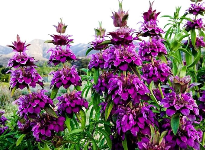 Seeds4planting - Seeds Lemon Bee Balm Monarda Lemon Mint Herbs Non GMO Heirloom