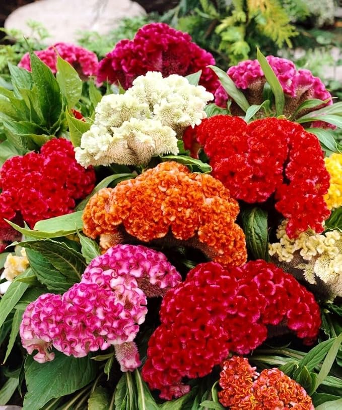 SeedsUP - 150+ Seeds Cockscomb Mix - Celosia Varieties Crested West Indian Toreador - Flower Multicolor