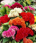 SeedsUP - 150+ Seeds Cockscomb Mix - Celosia Varieties Crested West Indian Toreador - Flower Multicolor