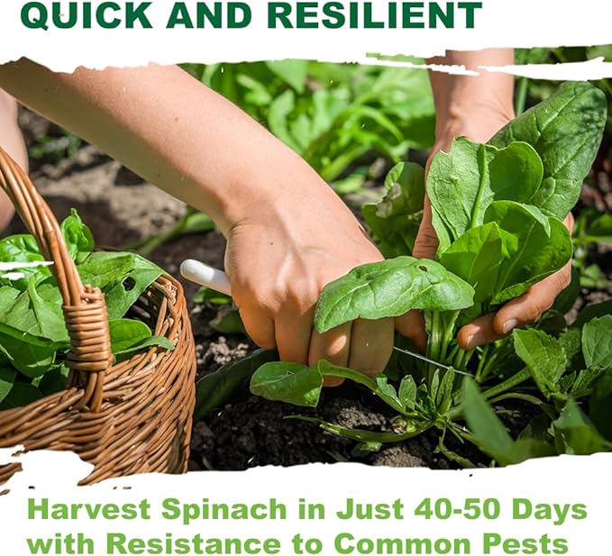 TKE Farms & Gardens - Bloomsdale Spinach Seeds for Planting, 320+ Heirloom Non-GMO Seeds, Cold-Hardy & Long Standing, Rich Flavor, Fast Growing for Spring & Fall Gardens, Indoors or Outdoors