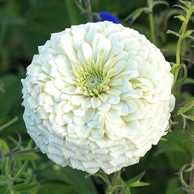 Eden Brothers Zinnia Seeds - Benary Giant White