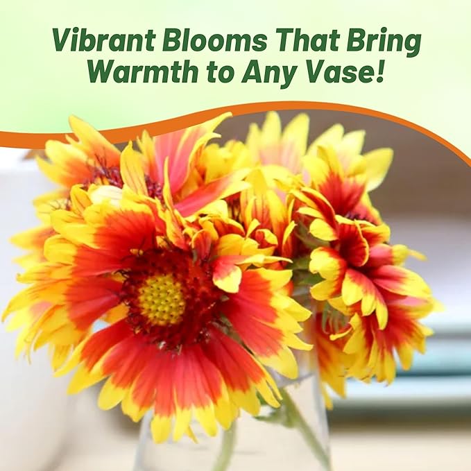 Outsidepride Gaillardia Aristata Red Blanket Flower Seeds for Planting - 1/4 lb Perennial Wildflower Seeds, Drought-Tolerant for Xeriscaping, Borders, Pollinator Gardens, or Wildflower Mixes