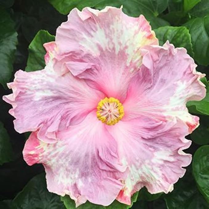 250+ Hibiscus Flower Seeds for Planting - Giant Flower Tropical Potted Plants Seeds Non-GMO Heirloom Seeds Fresh Perennial Exotic Plant Bonsai Seeds