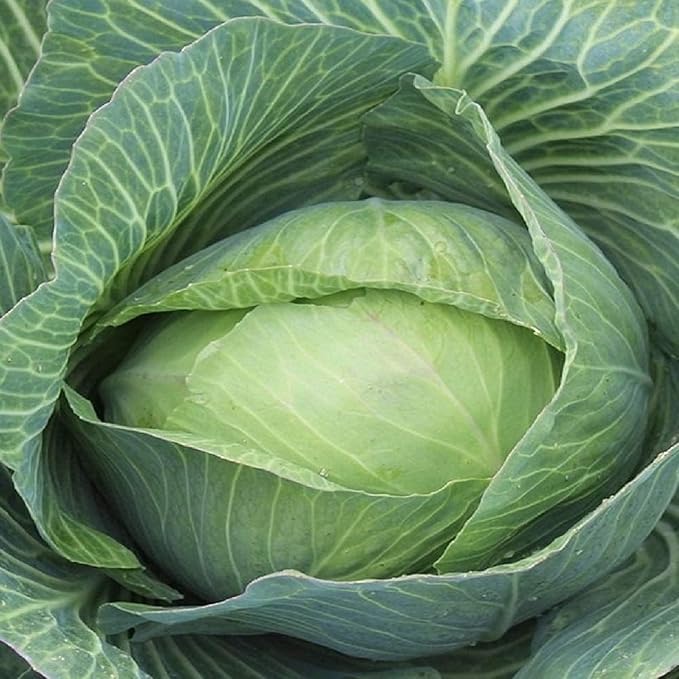 Late Flat Dutch Cabbage Seed, Heirloom, 100 Seeds, Non GMO Seed Tasty Healthy Veggie