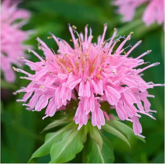 500 Pink Bee Balm Seeds – Vibrant Monarda Blooms for Pollinator-Friendly Gardens